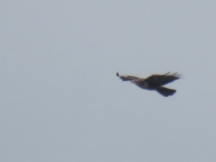 Common Buzzard (Western) - ML627819287