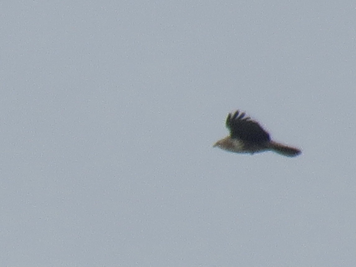 Common Buzzard (Western) - ML627819289