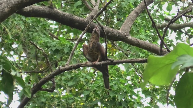 Cuckoo-roller - ML627819304