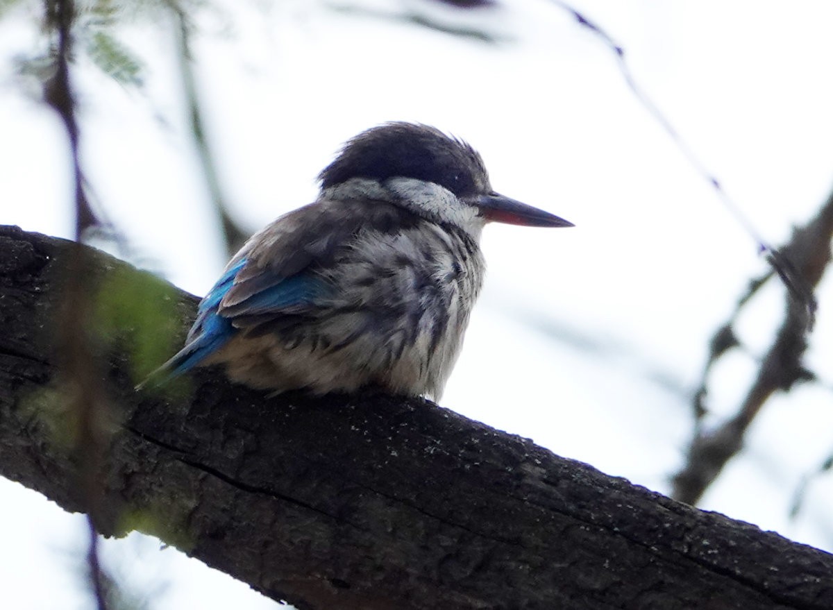 Striped Kingfisher - ML627819327