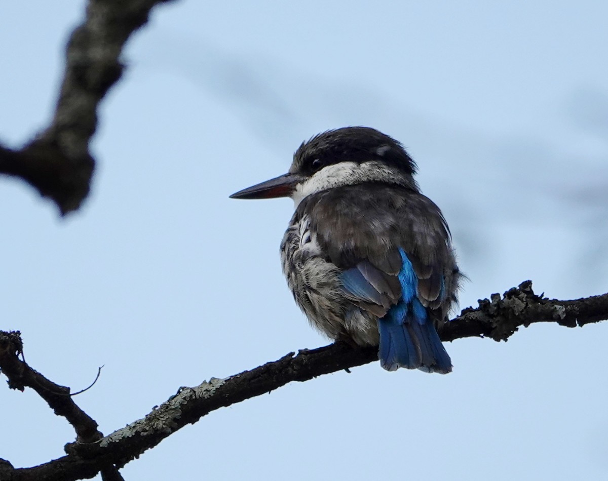 Striped Kingfisher - ML627819328