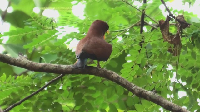 Broad-billed Roller - ML627819344