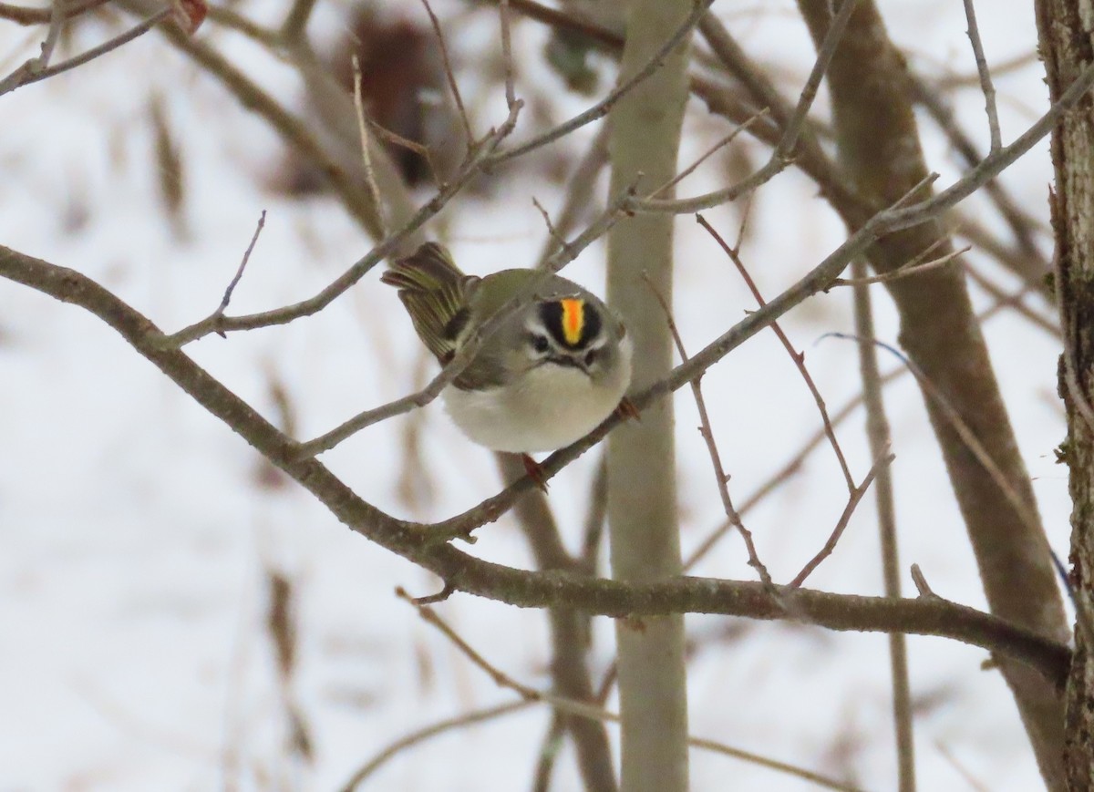 Golden-crowned Kinglet - ML627819373