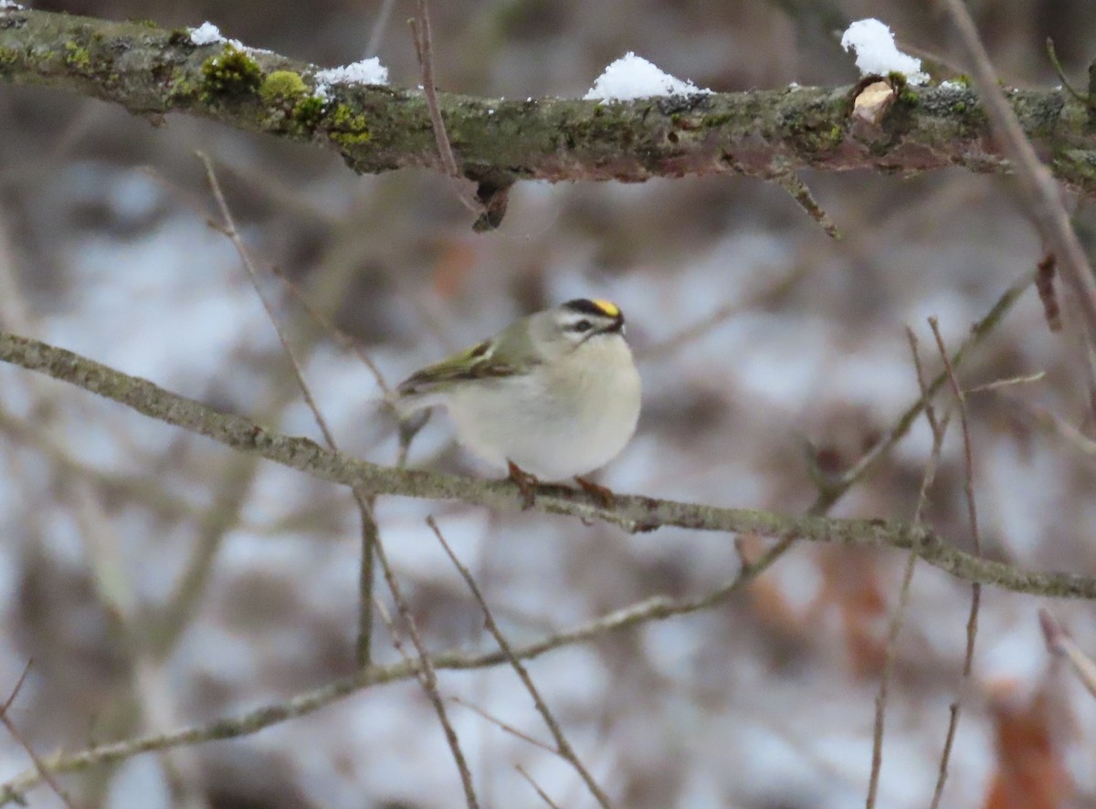 Golden-crowned Kinglet - ML627819376