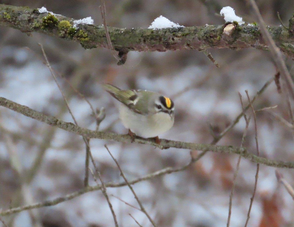 Golden-crowned Kinglet - ML627819381