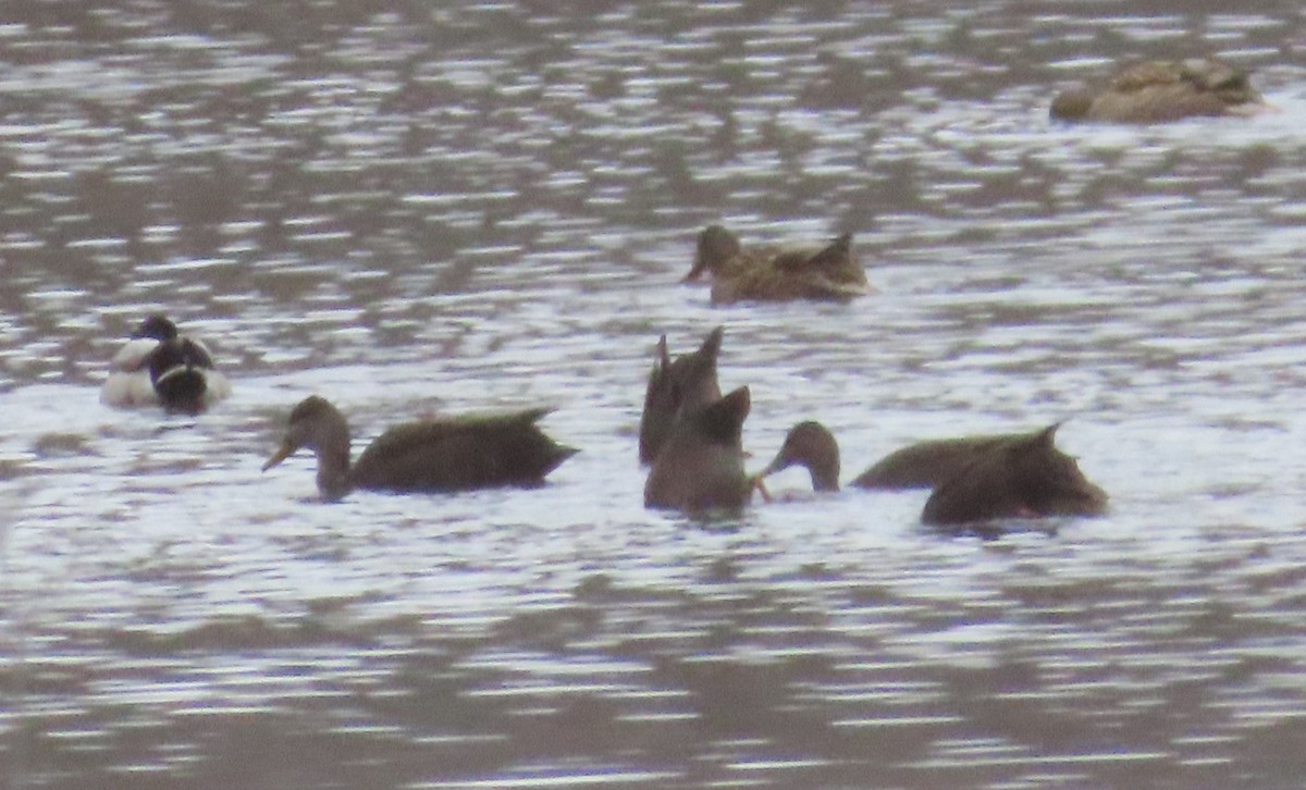 American Black Duck - ML627819392