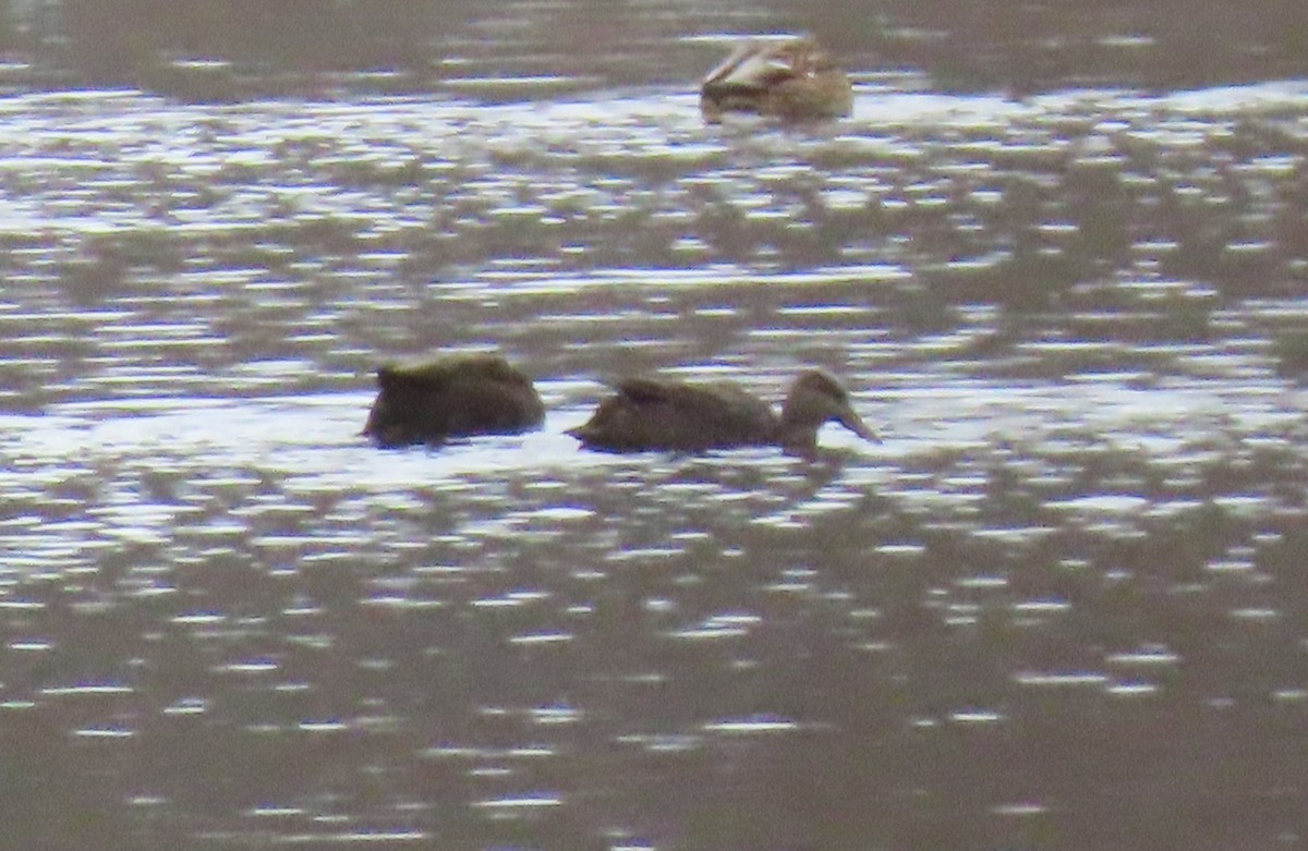 American Black Duck - ML627819394