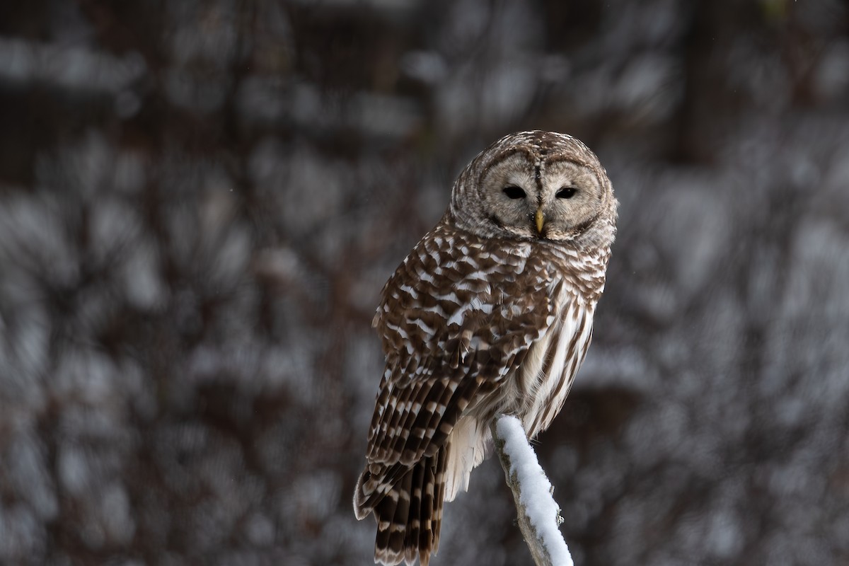 Barred Owl - ML627819398