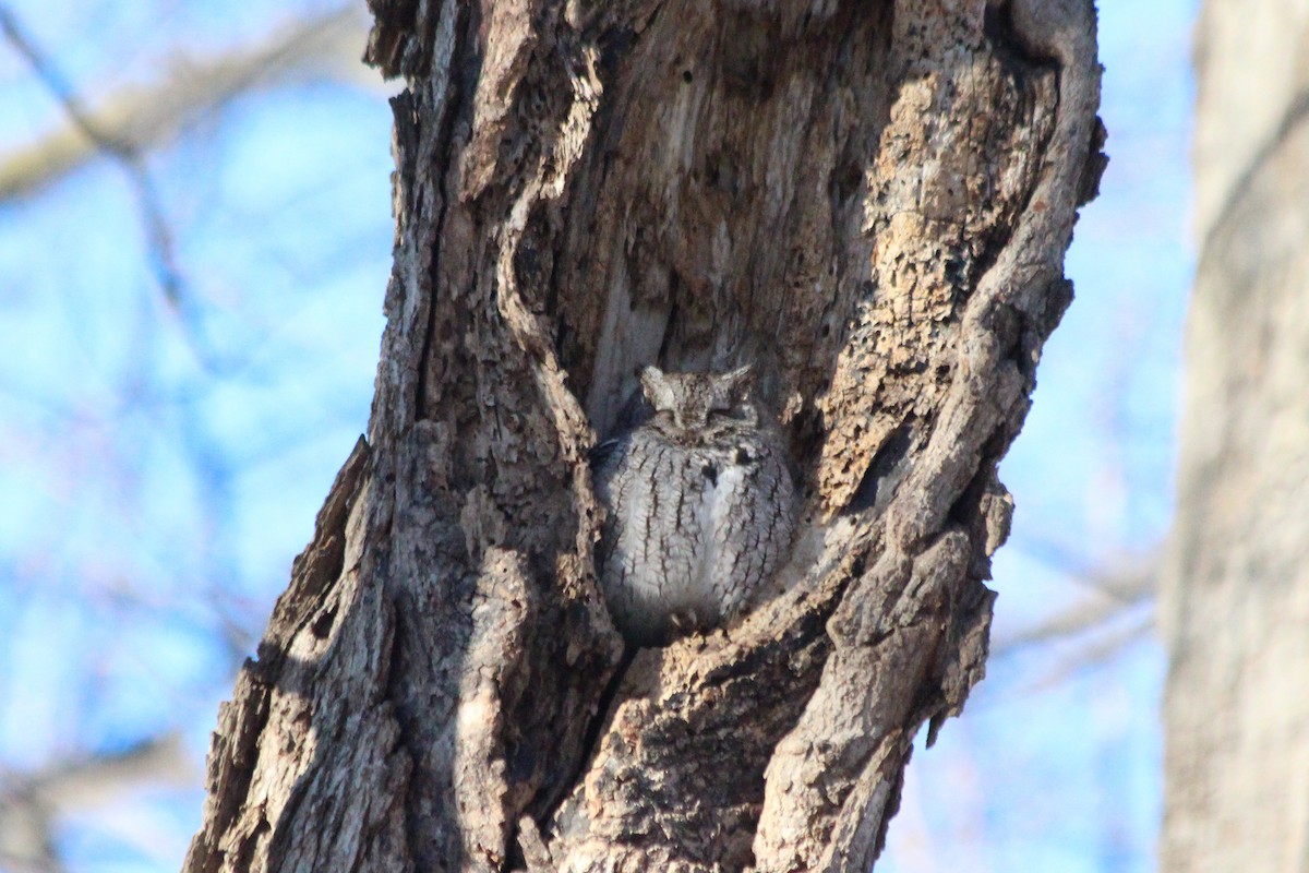 Eastern Screech-Owl - ML627819405
