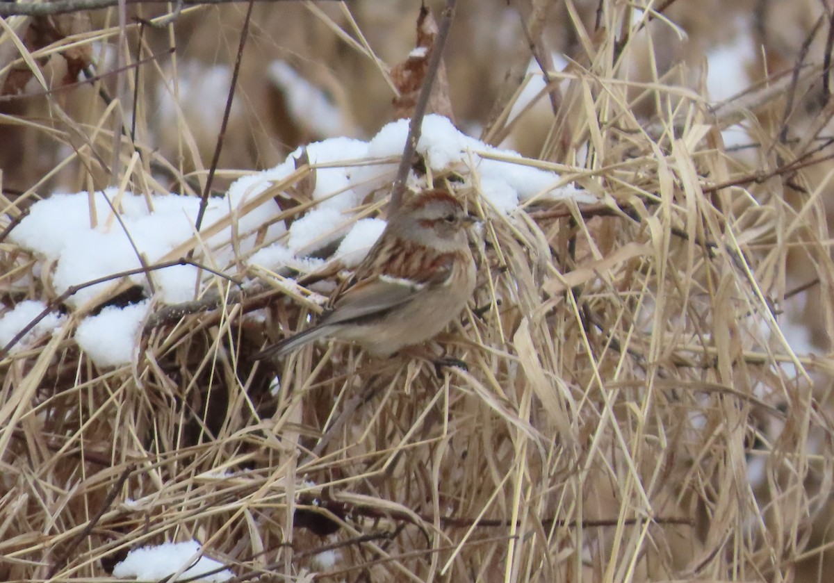American Tree Sparrow - ML627819431