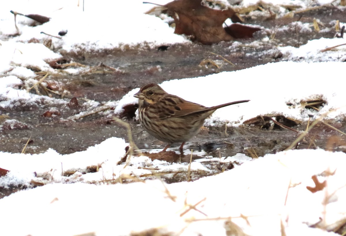 Song Sparrow - ML627819441
