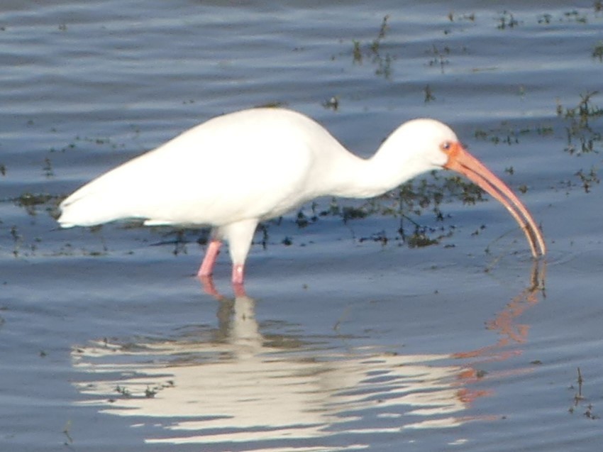 White Ibis - ML627819445