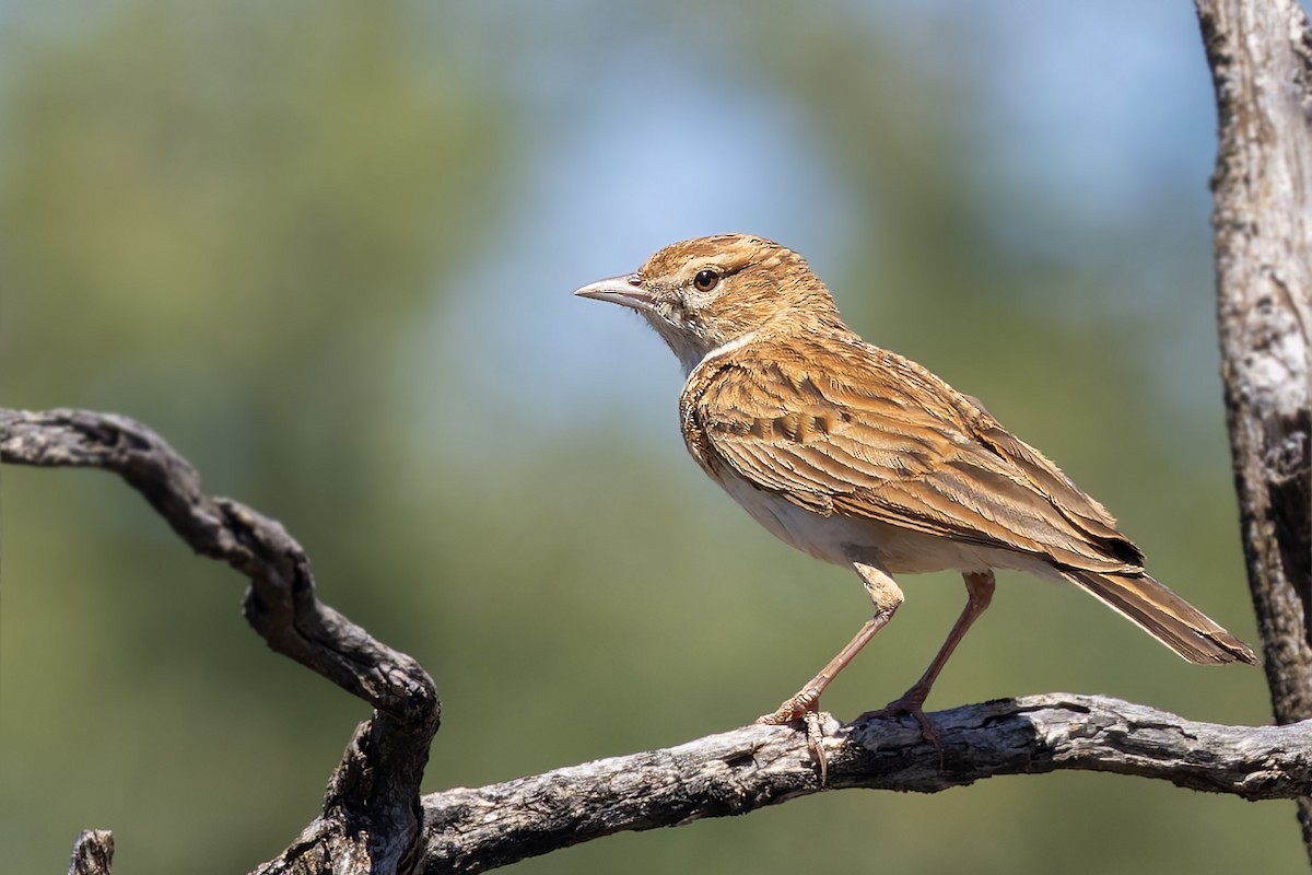 Fawn-colored Lark (Fawn-colored) - ML627819447