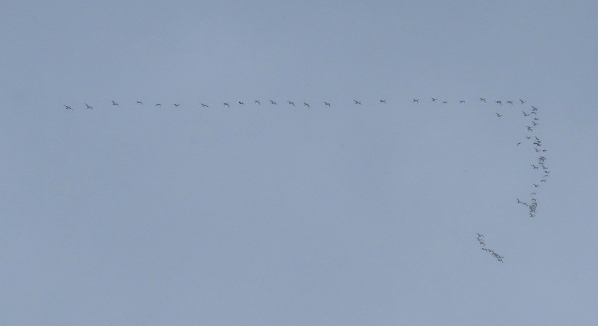 Tundra Swan - ML627819460