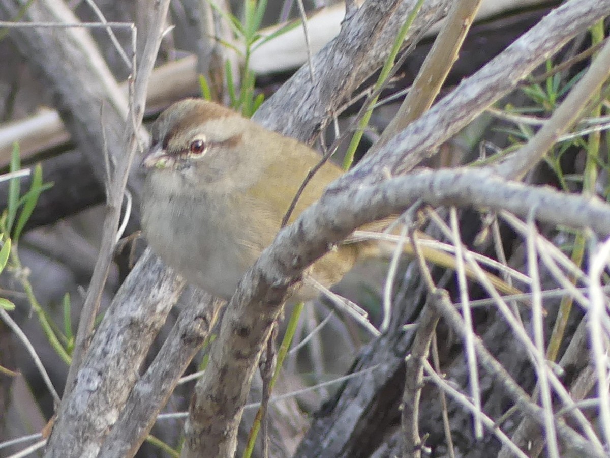 Olive Sparrow - ML627819538