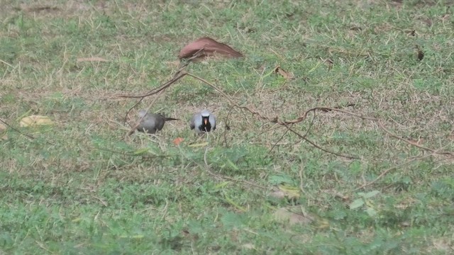 Namaqua Dove - ML627819578