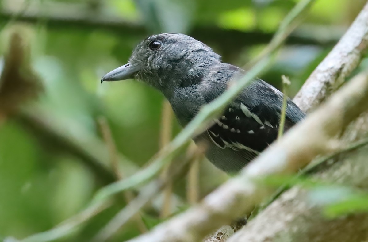 Black-crowned Antshrike - ML627819652