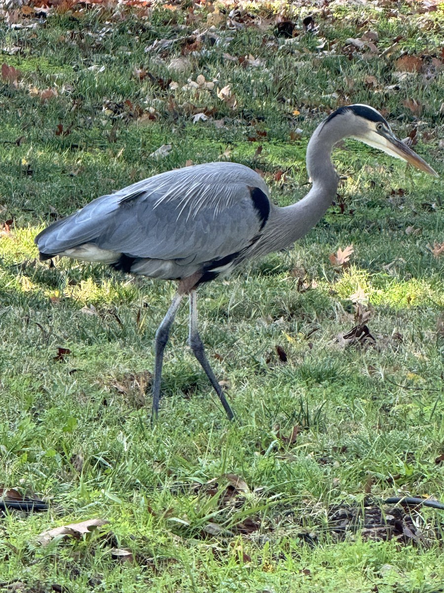 Great Blue Heron - ML627819653