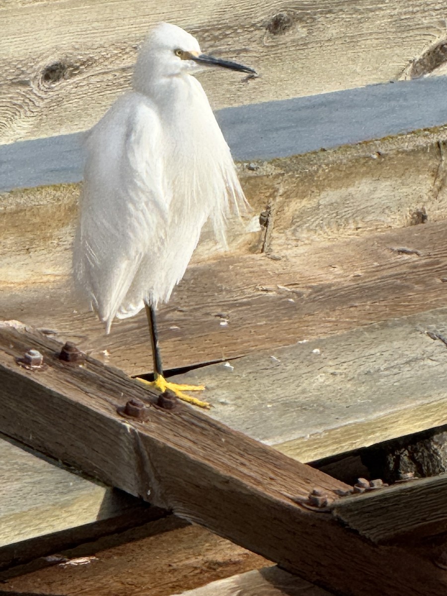 Snowy Egret - ML627819696