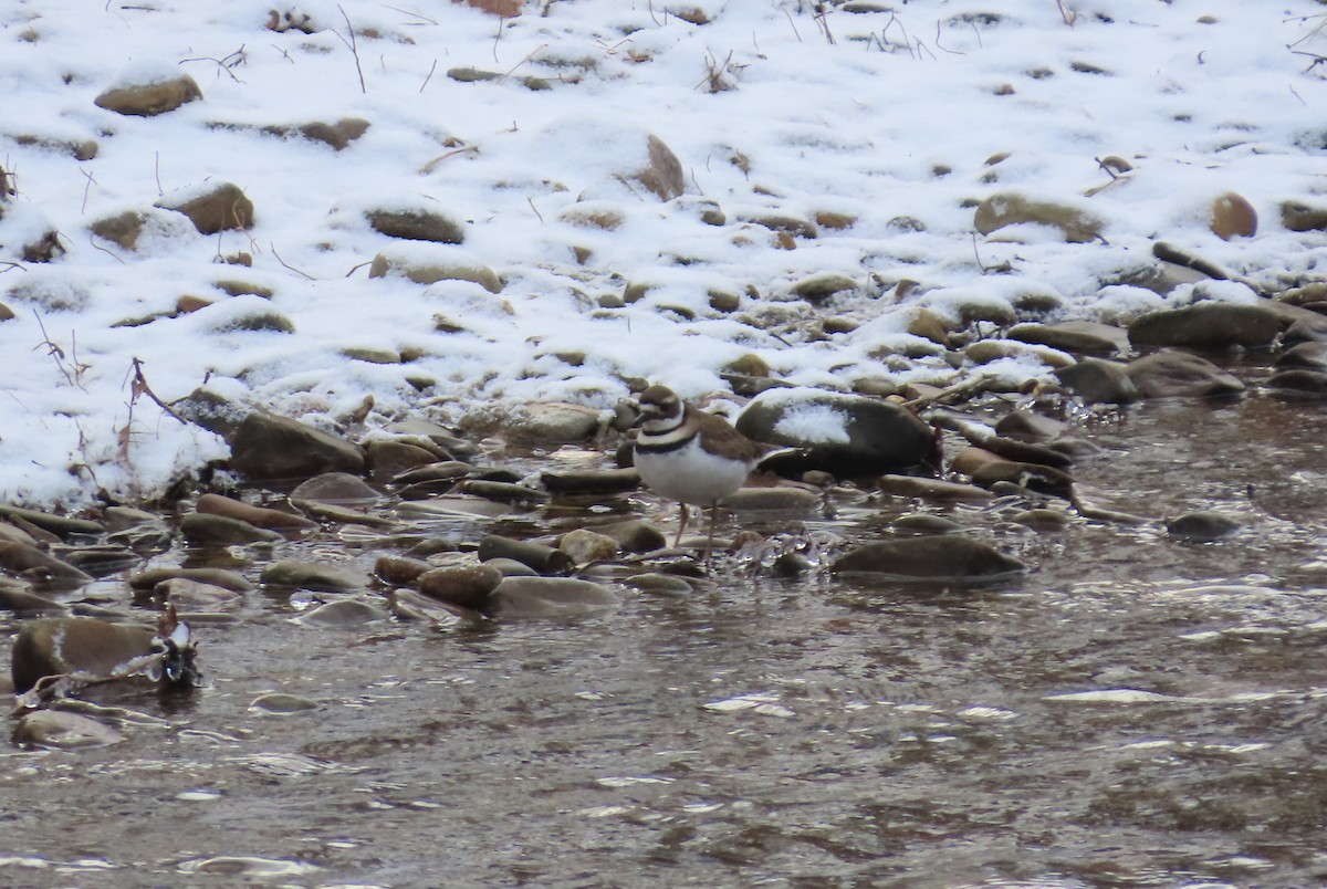Killdeer - ML627819703