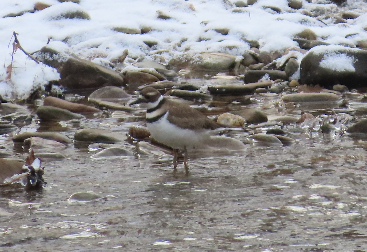 Killdeer - ML627819704