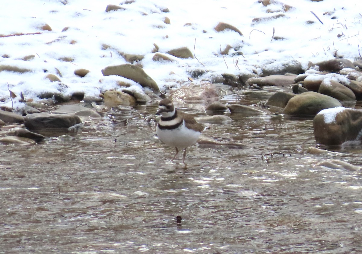 Killdeer - ML627819706