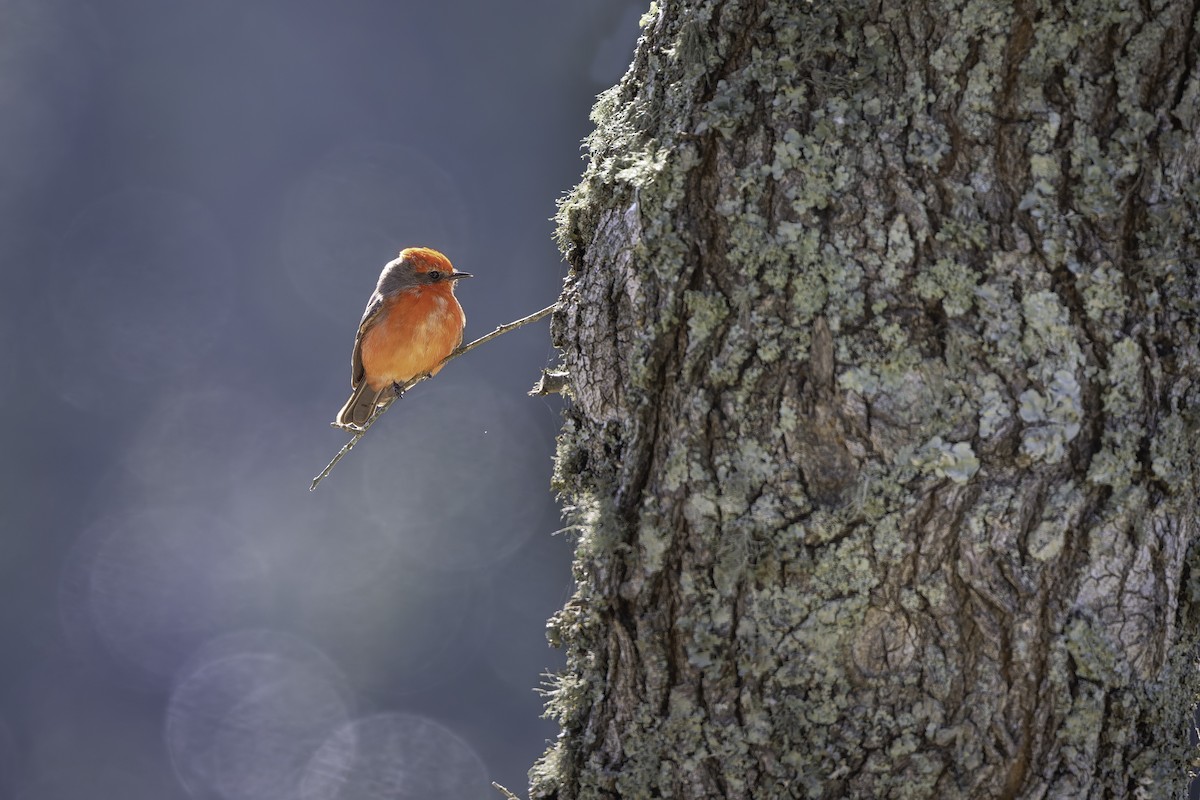 Vermilion Flycatcher - ML627819736