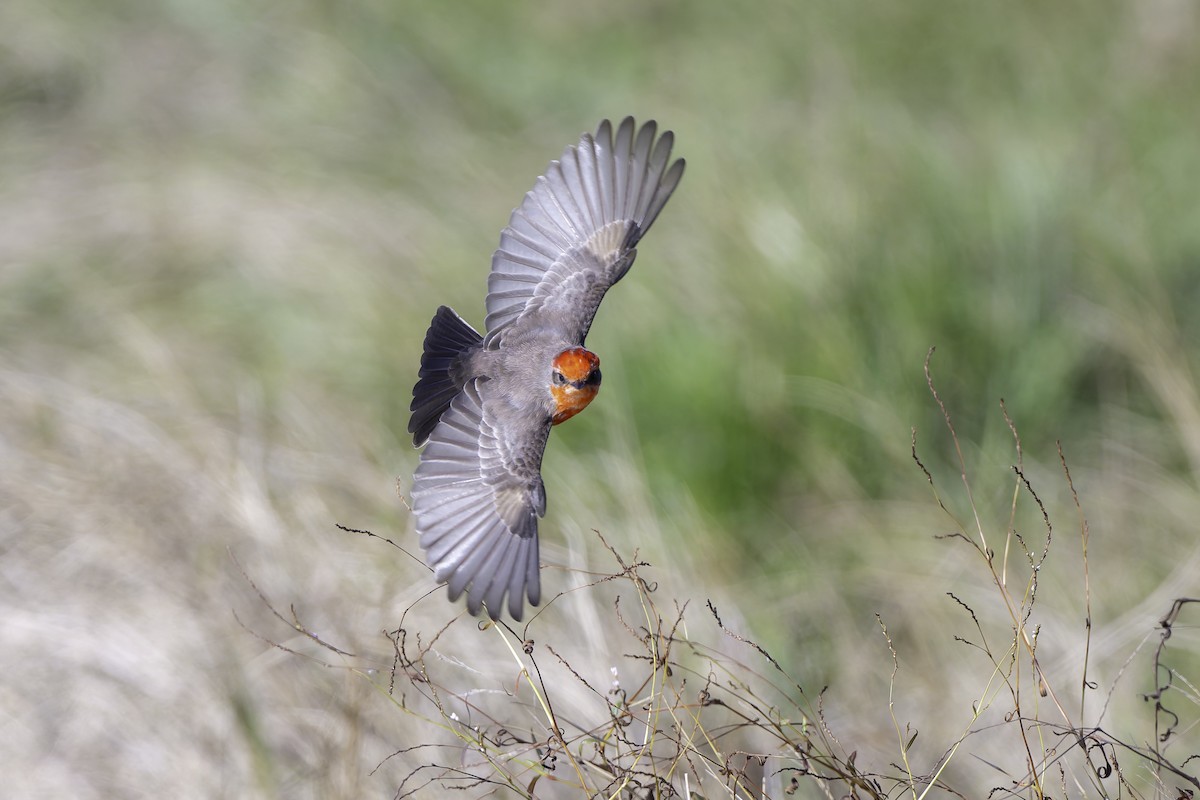 Vermilion Flycatcher - ML627819738