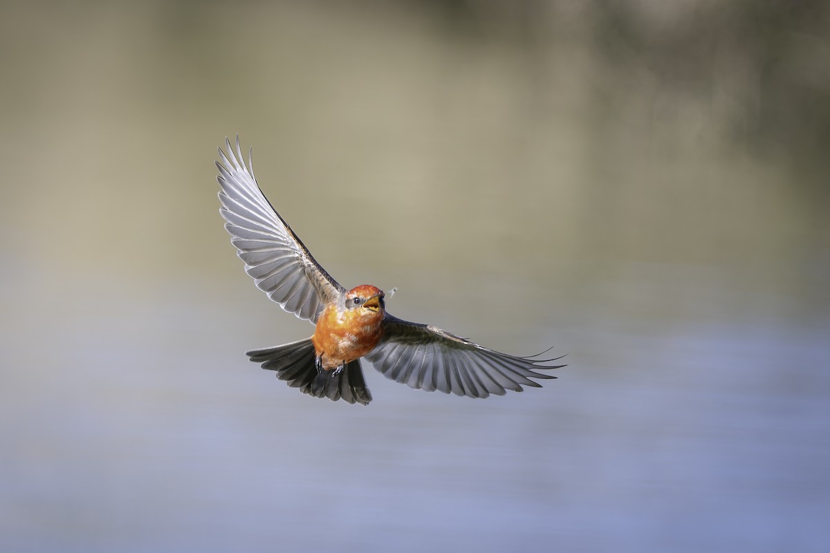 Vermilion Flycatcher - ML627819740
