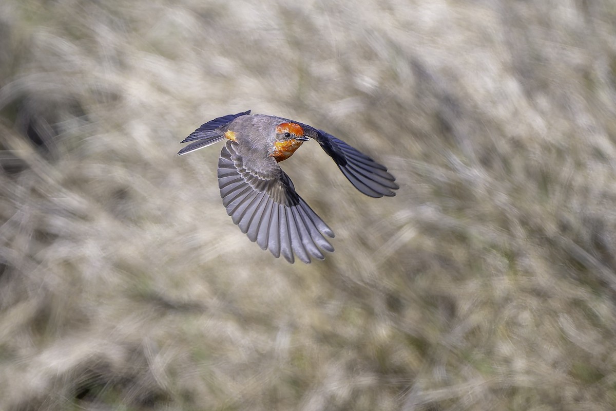 Vermilion Flycatcher - ML627819741