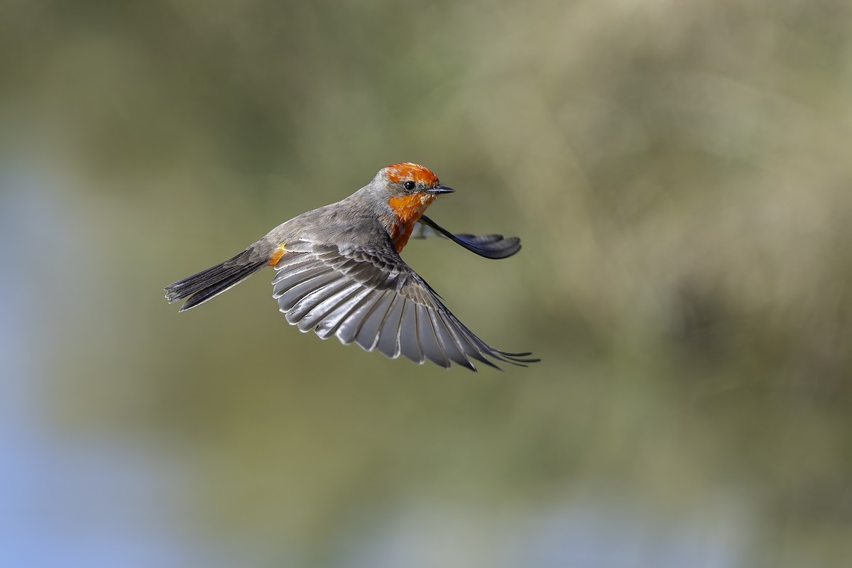 Vermilion Flycatcher - ML627819742