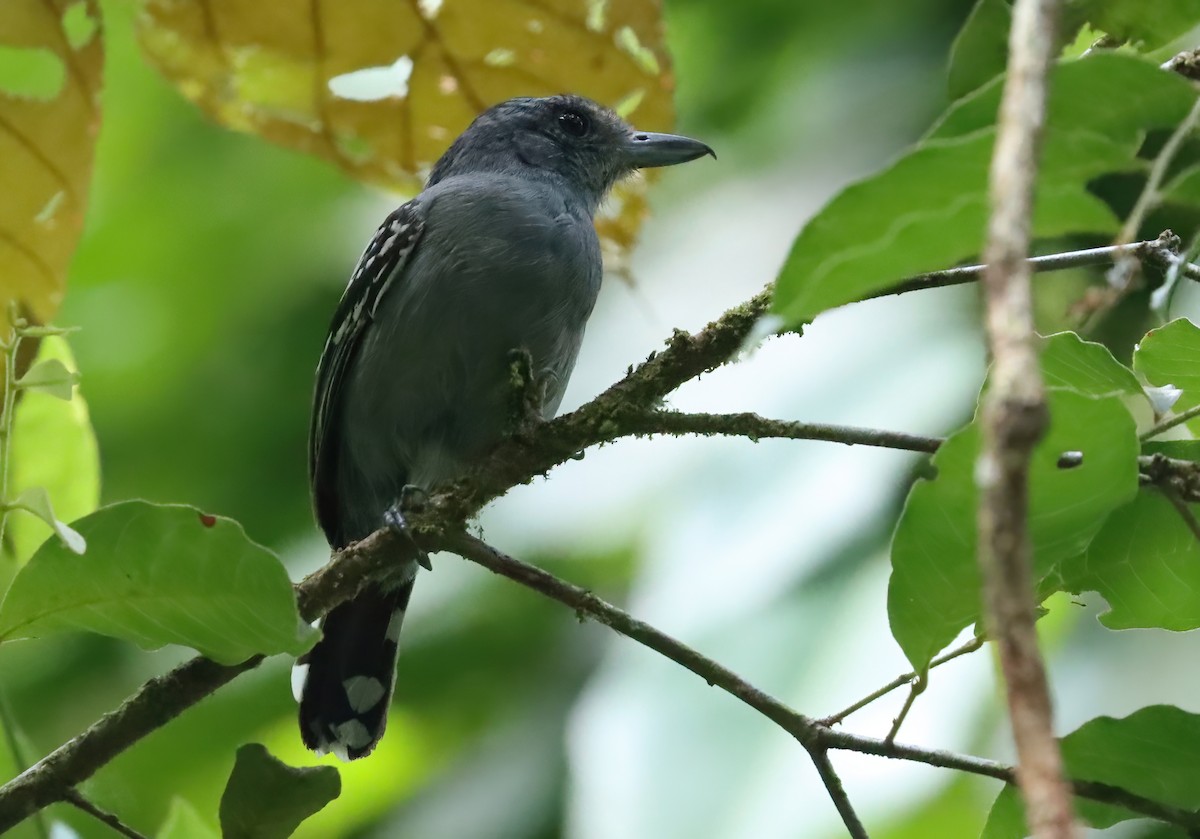 Black-crowned Antshrike - ML627819768