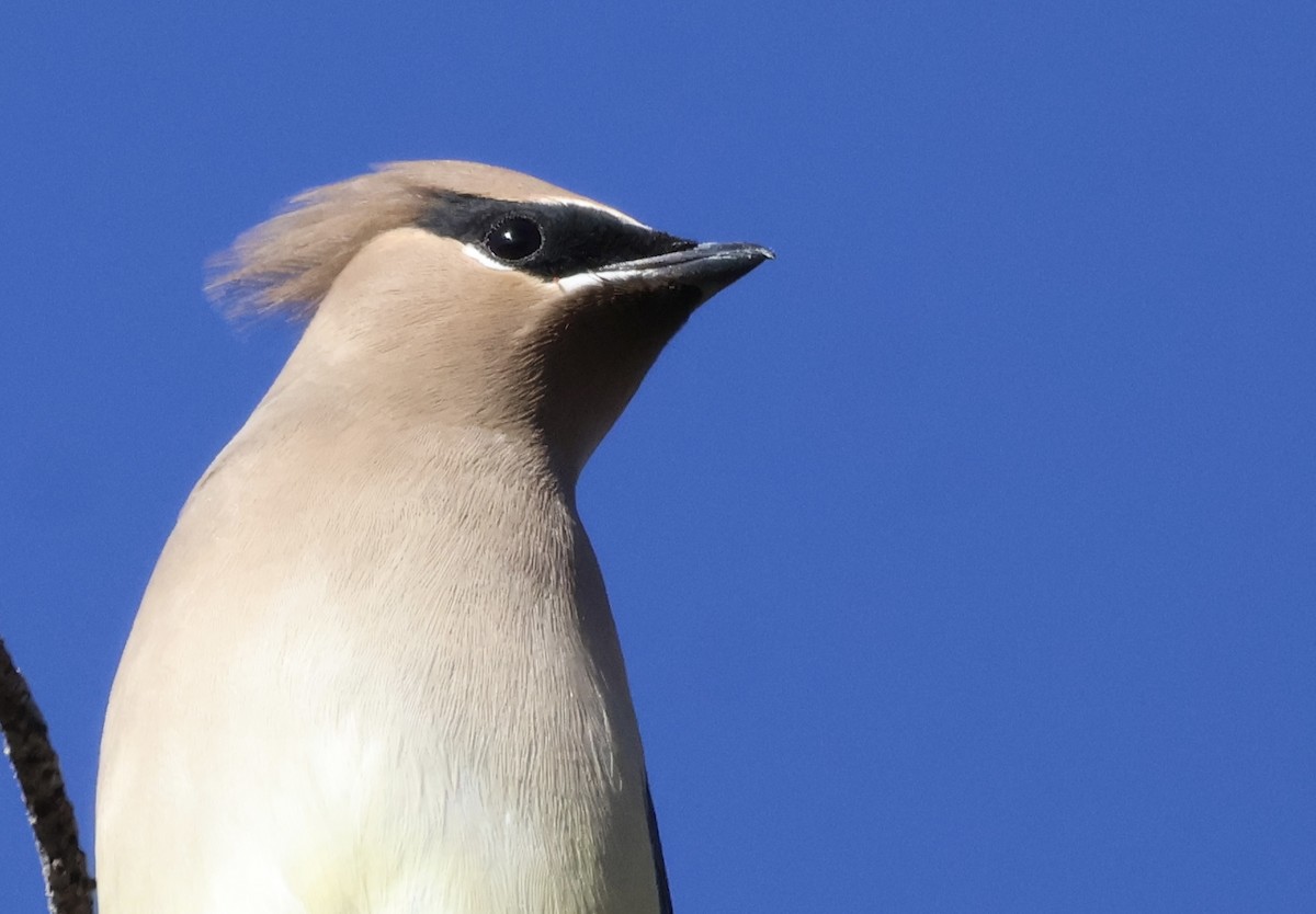 Cedar Waxwing - ML627819797