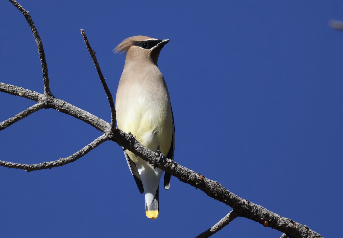 Cedar Waxwing - ML627819798