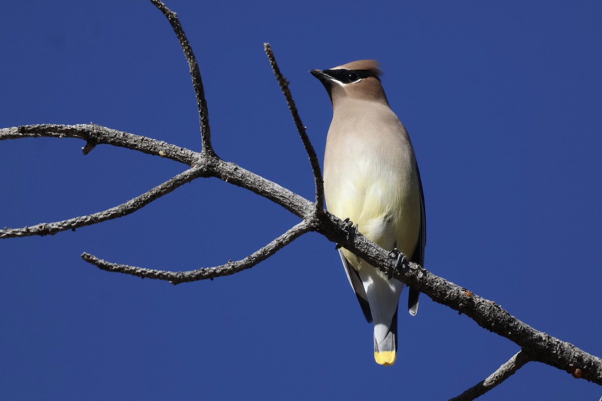 Cedar Waxwing - ML627819799