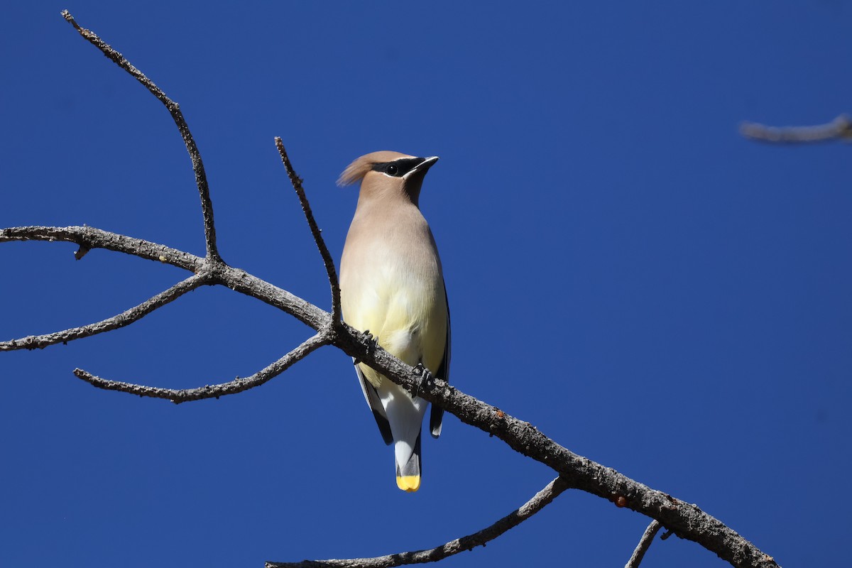 Cedar Waxwing - ML627819800