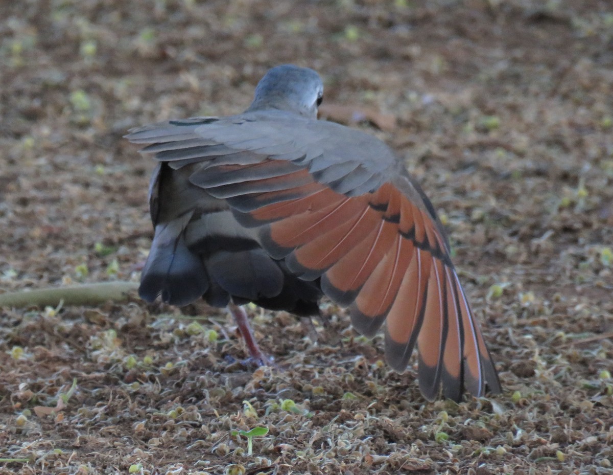 Emerald-spotted Wood-Dove - ML627819806