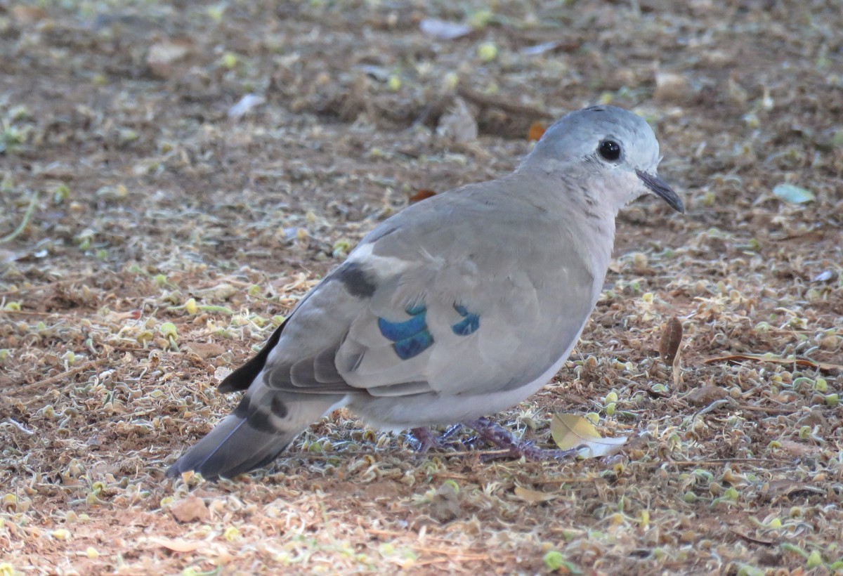 Emerald-spotted Wood-Dove - ML627819807