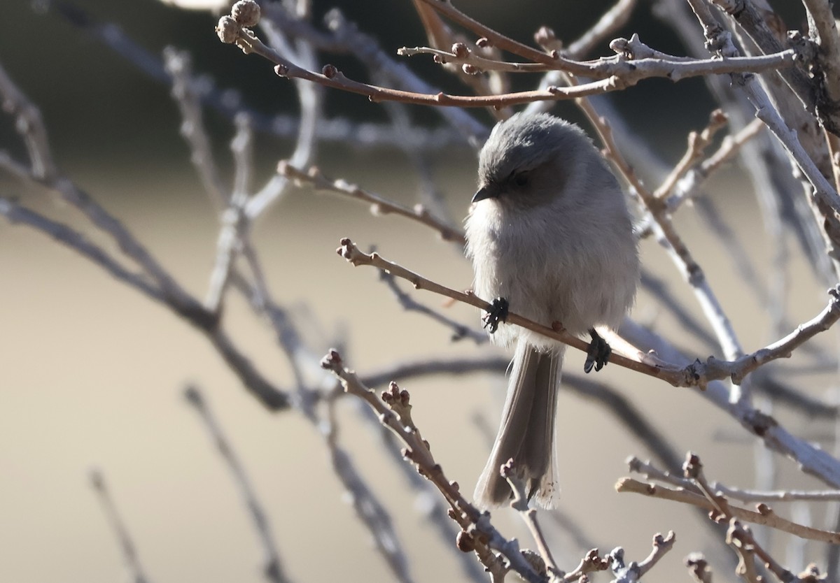 Bushtit - ML627819818