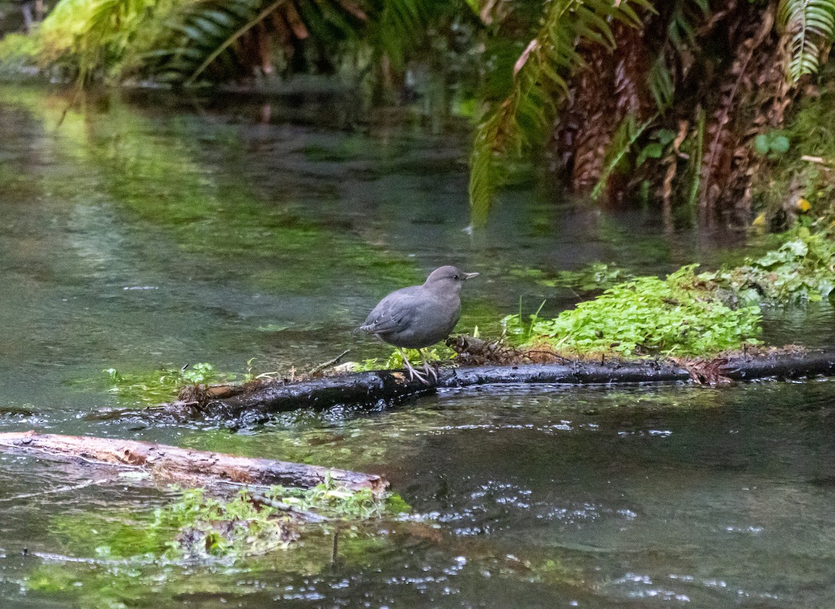 American Dipper - ML627819876