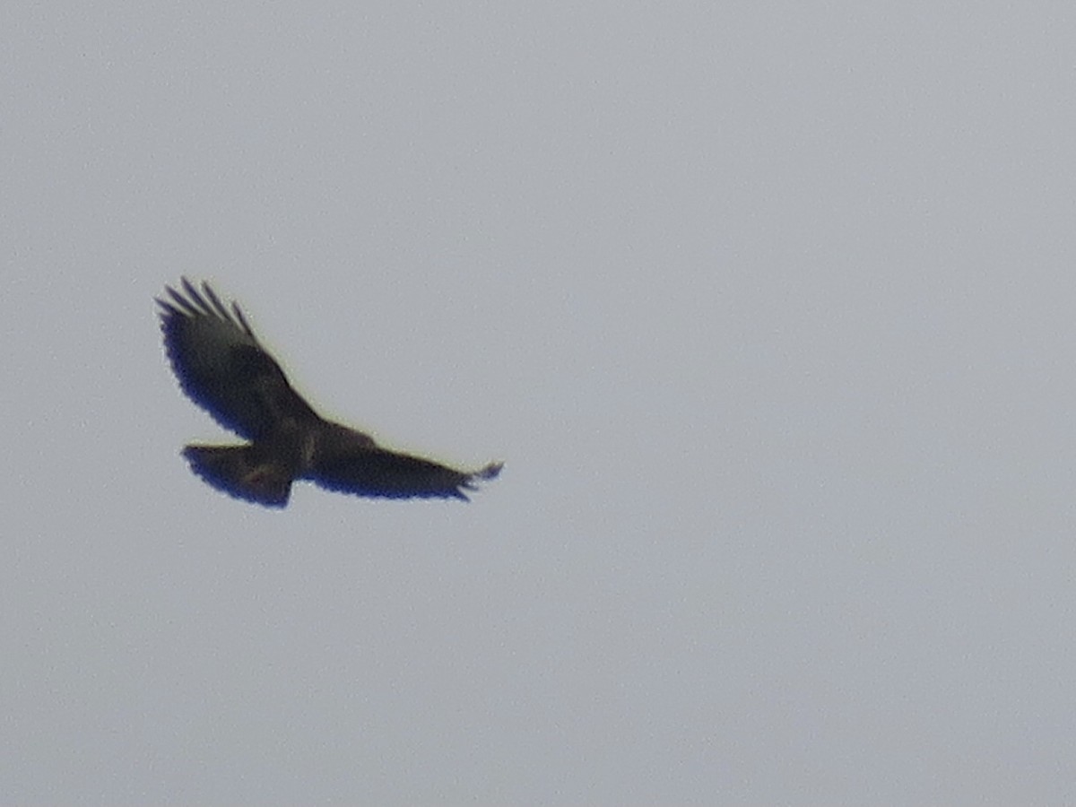 Common Buzzard (Western) - ML627819907