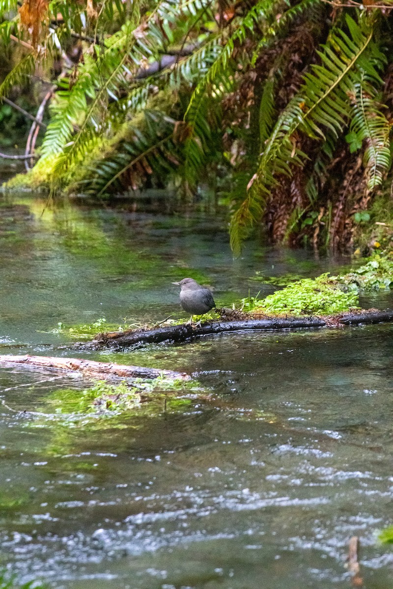 American Dipper - ML627819908