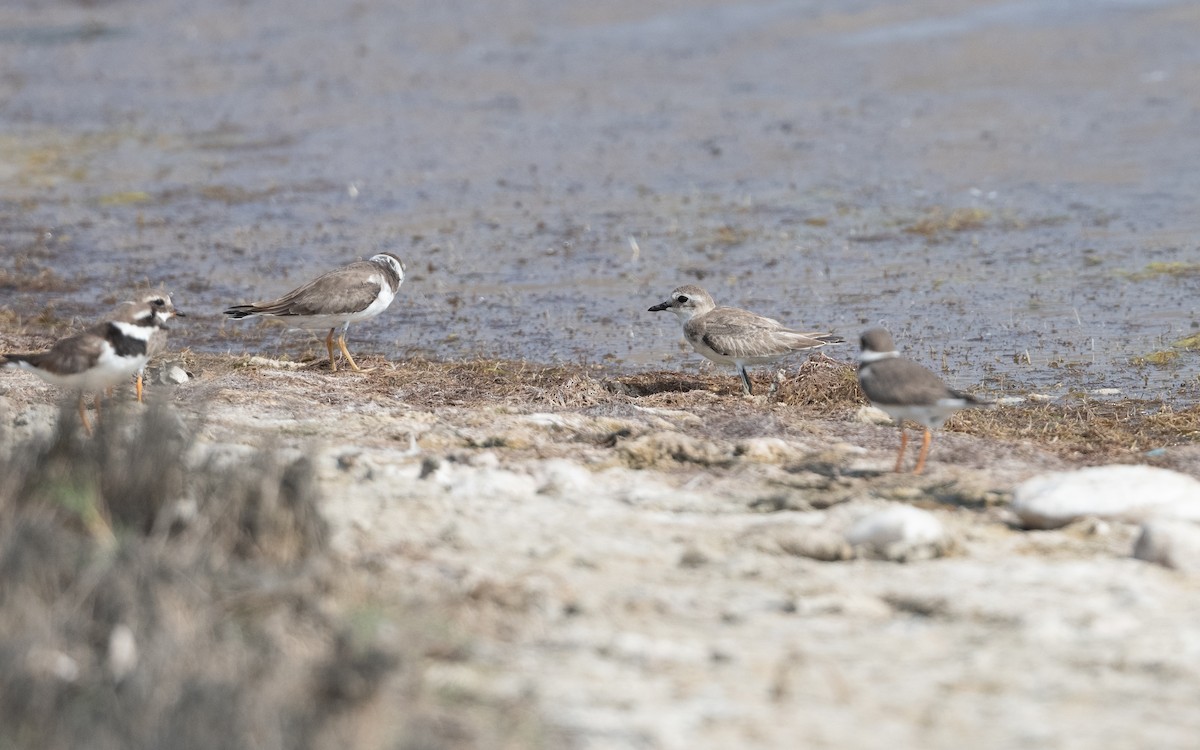 Tibetan Sand-Plover - ML627819910