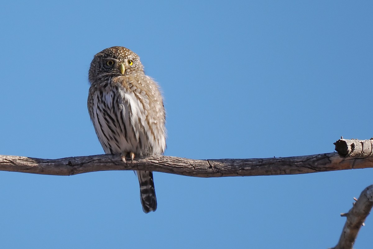 Northern Pygmy-Owl (Rocky Mts.) - ML627819946