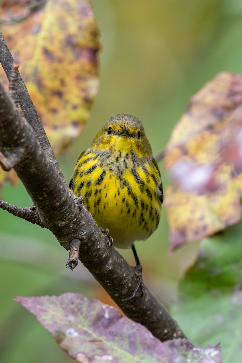 Cape May Warbler - ML627820109