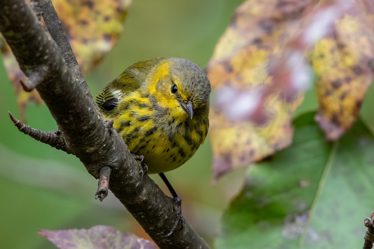 Cape May Warbler - ML627820111