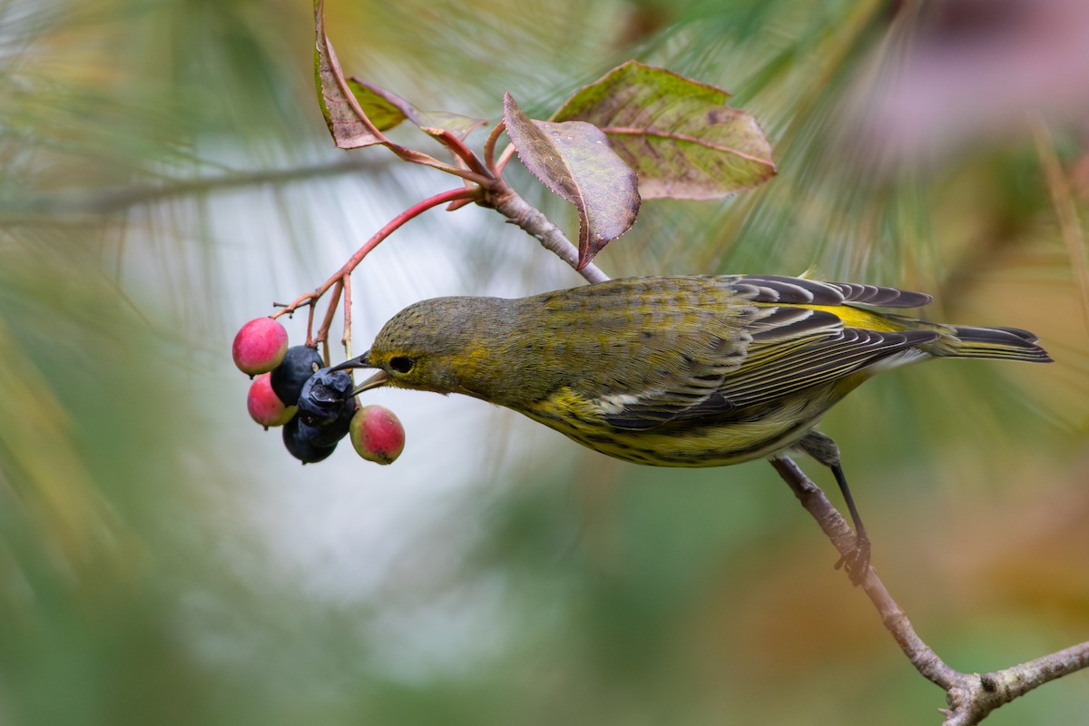 Cape May Warbler - ML627820116