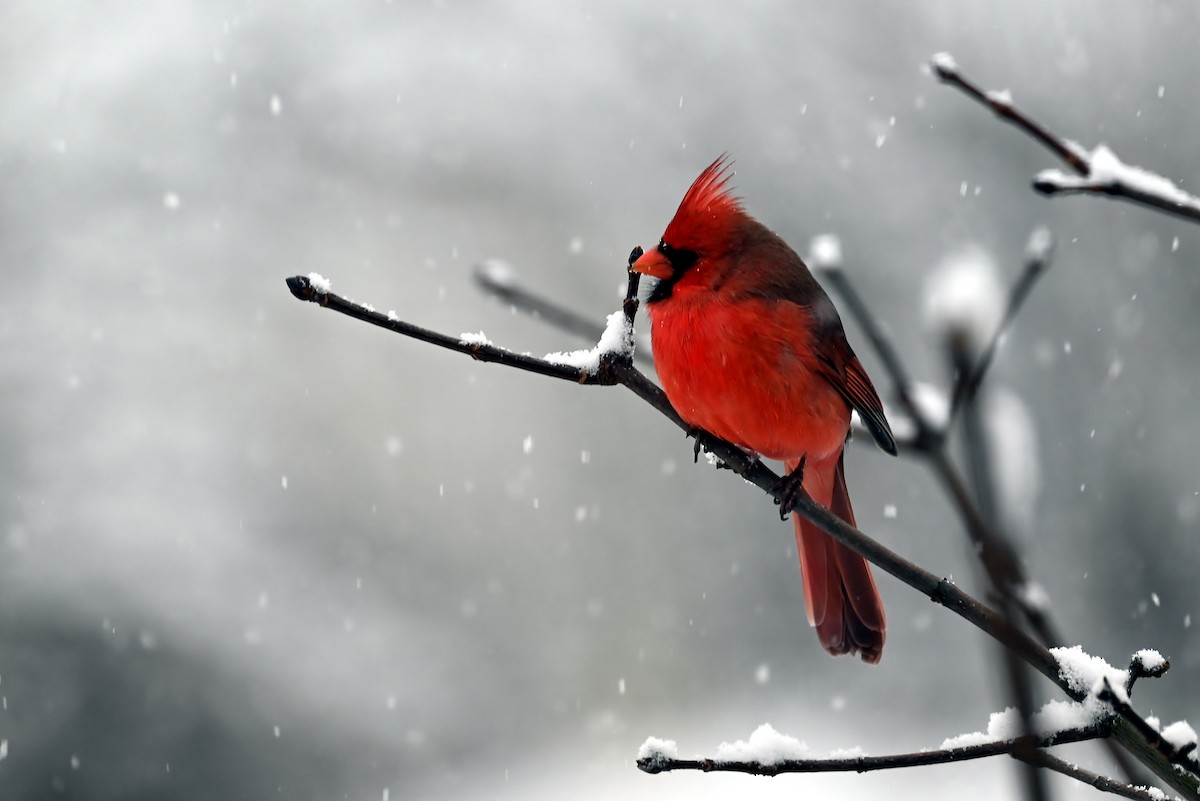 Northern Cardinal - ML627820208