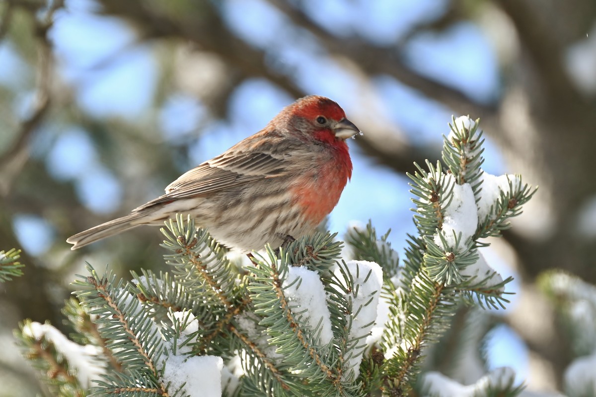 House Finch - ML627820213