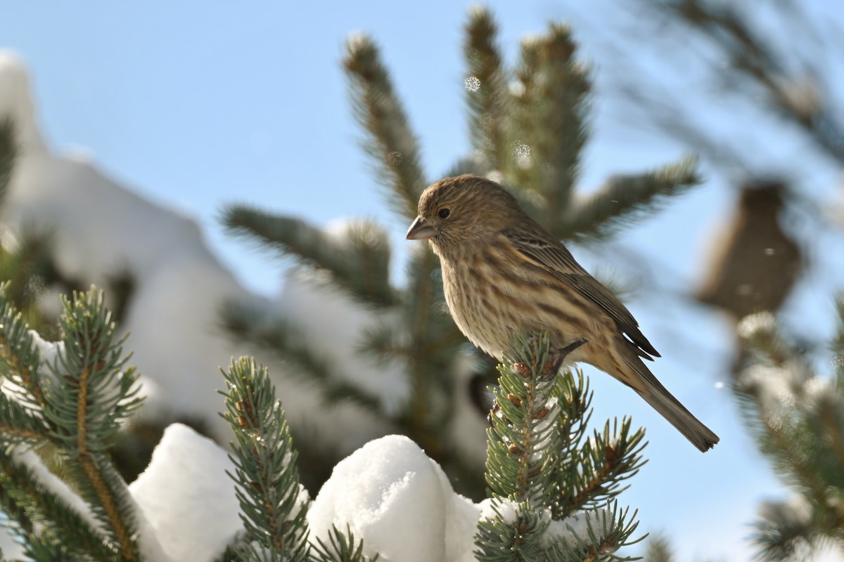 House Finch - ML627820215